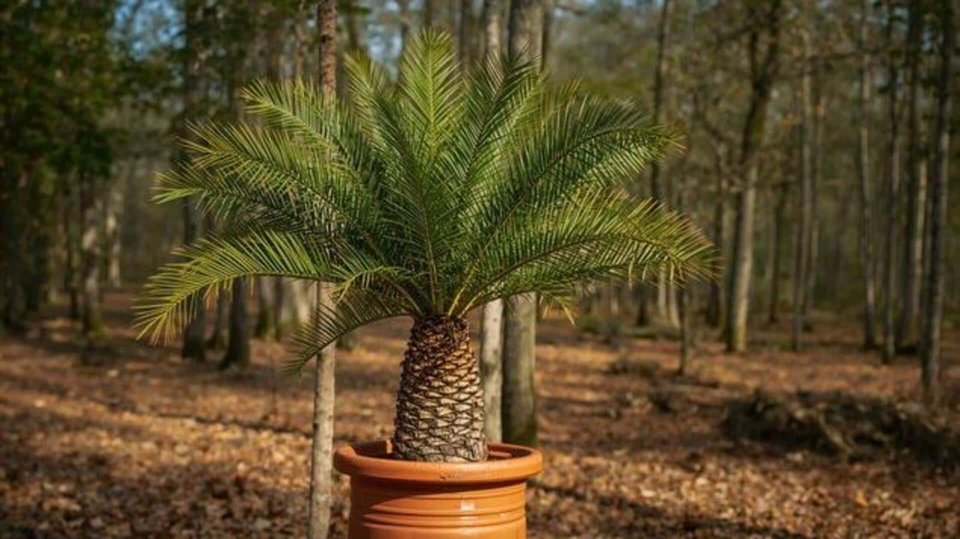 Cycad plant: A natural remedy for wellness