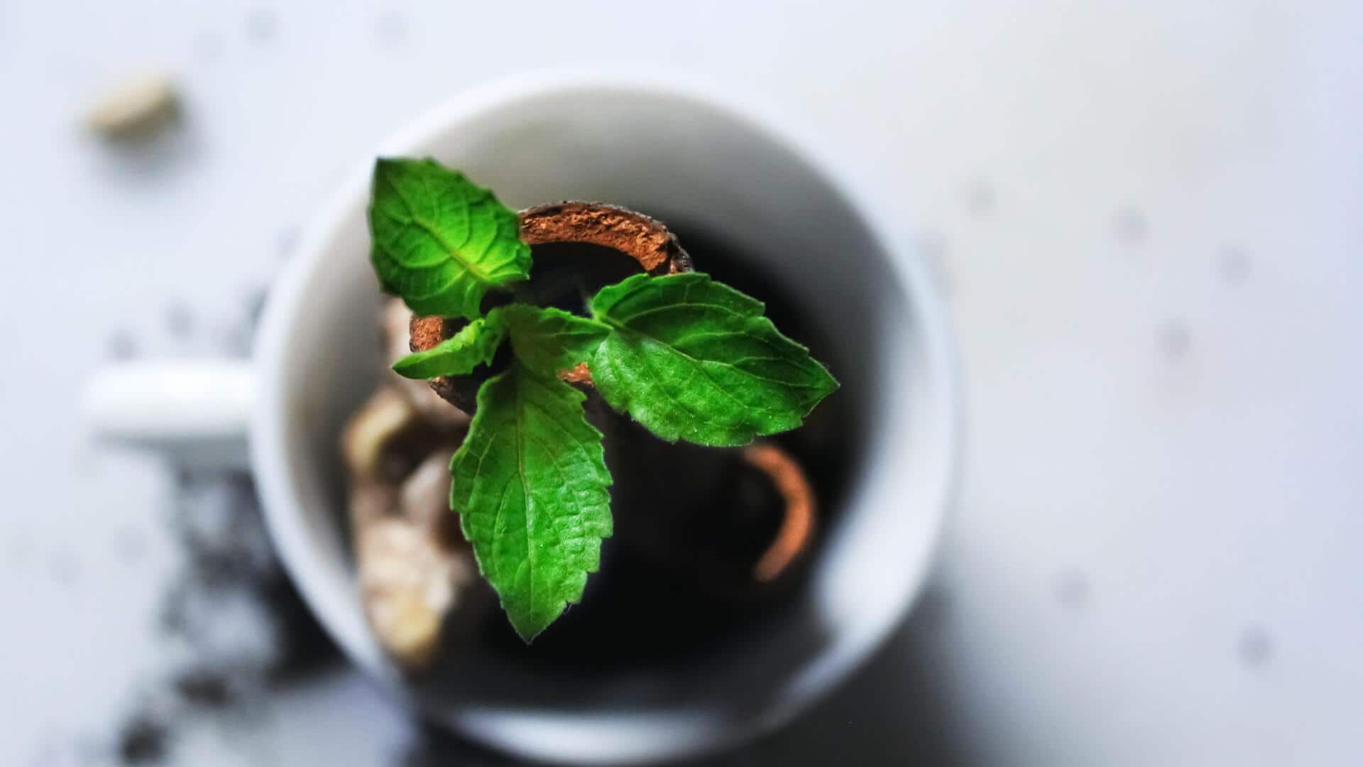 Herbal teas that keep your stomach light
