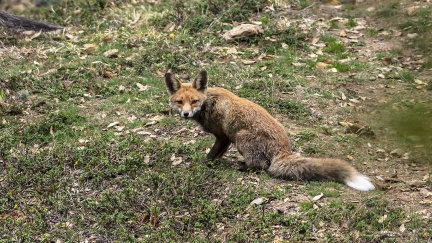 Himalayan red fox's subspecies spotted in Uttarakhand
