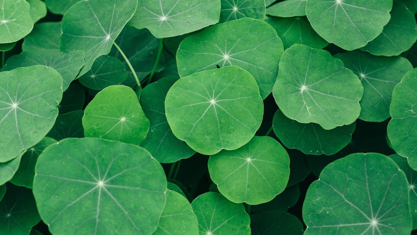 Ever heard of gotu kola? Check out its health benefits