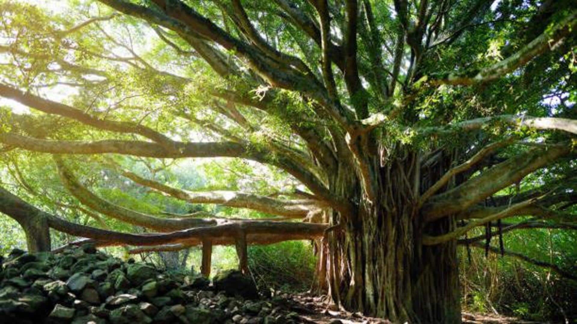 Banyan tree sanctuaries in South India: A list Banyan tree sanctuaries in South India: A list