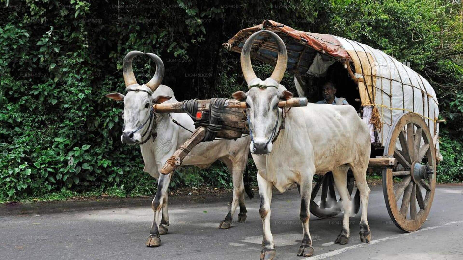 Bullock carts: 5 interesting facts you didn't know