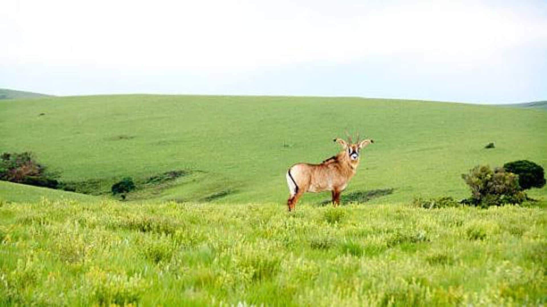 Nyika Plateau in Malawi: A must-visit for hikers