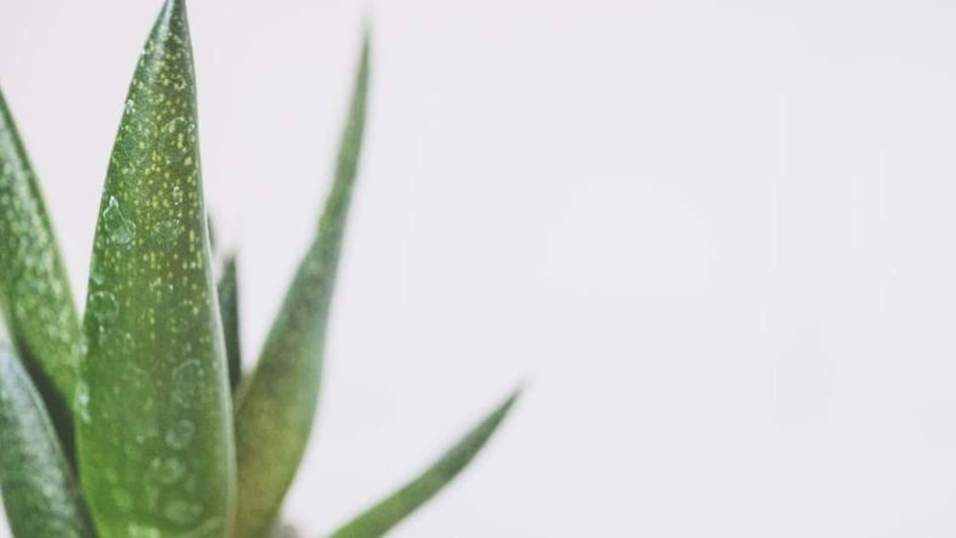 How aloe vera can enhance your hair health