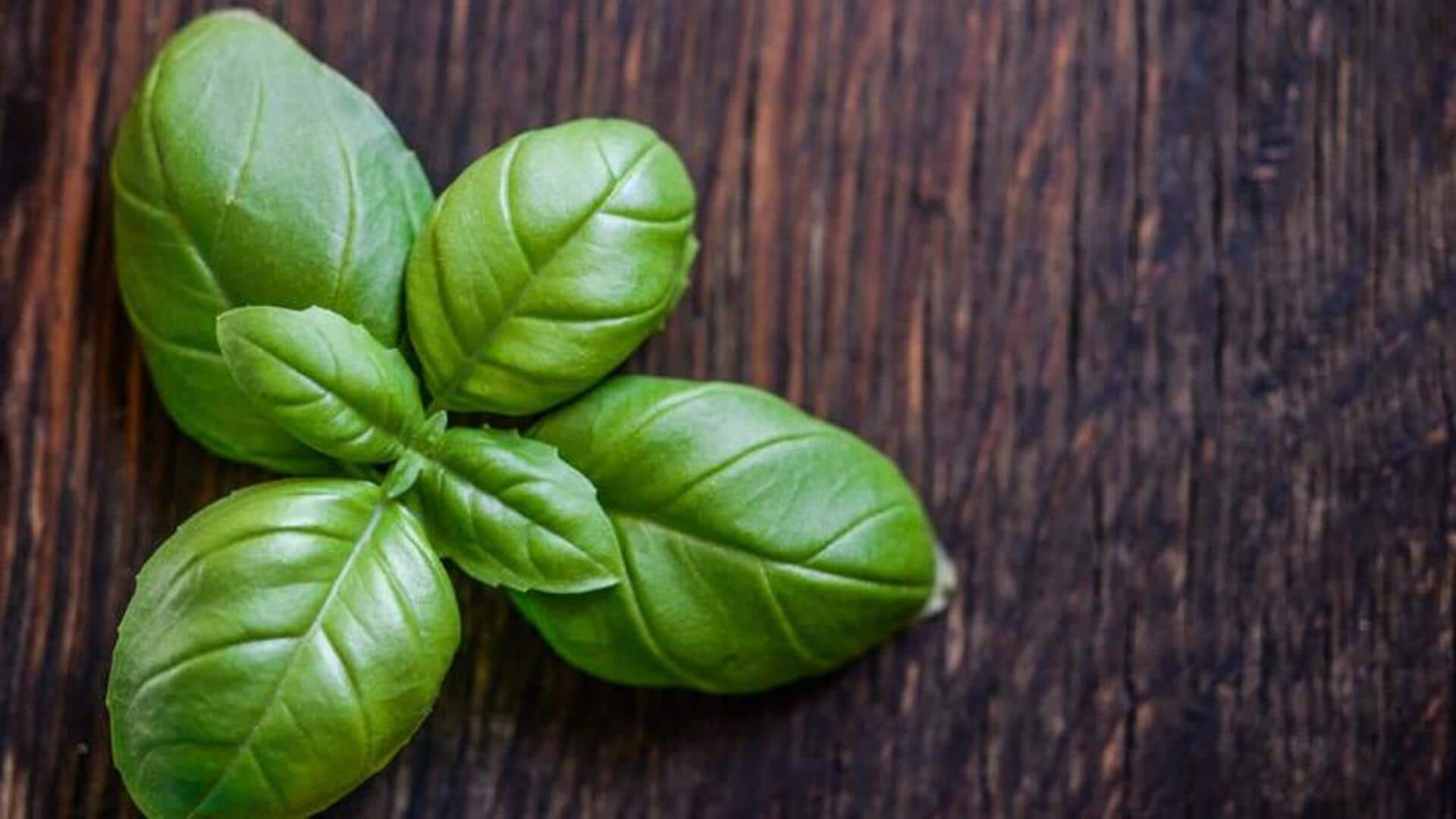 Tulsi for sore throat: Try these home remedies Tulsi for sore throat: Try these home remedies