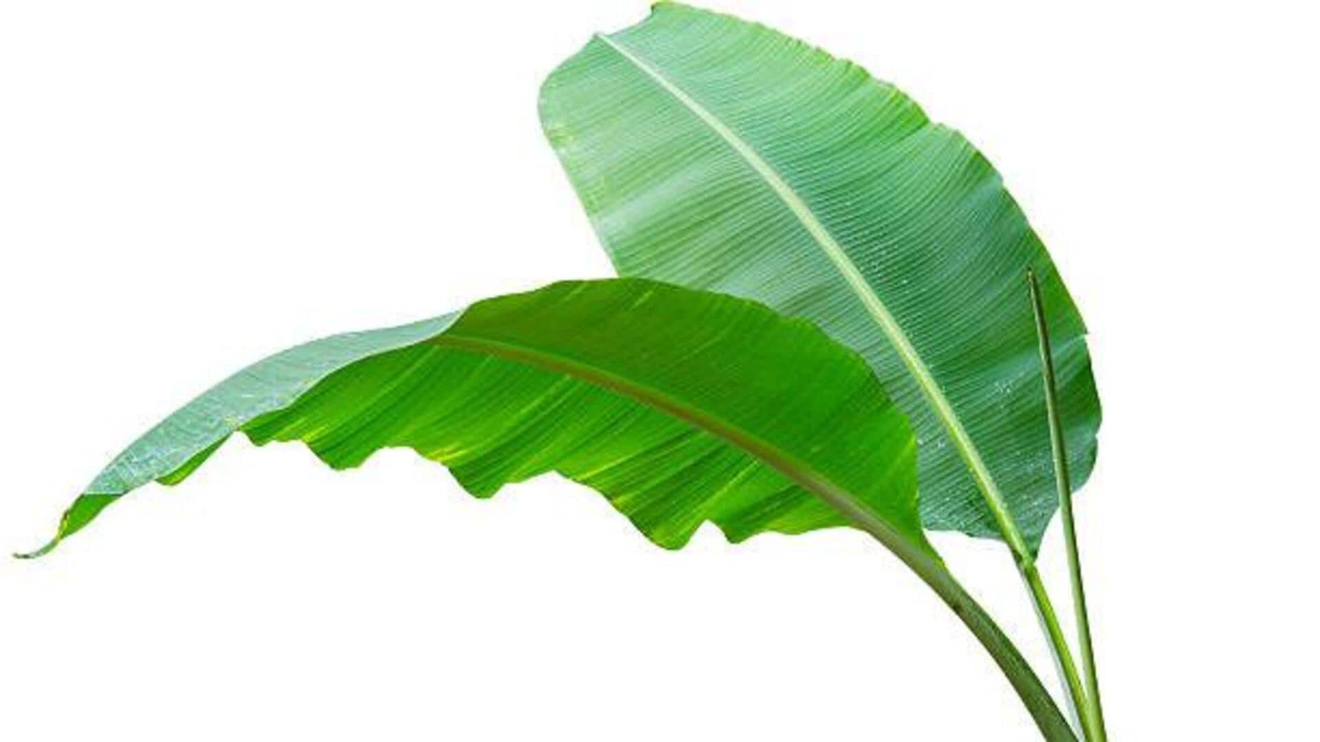 Transform your interiors with banana leaf mats