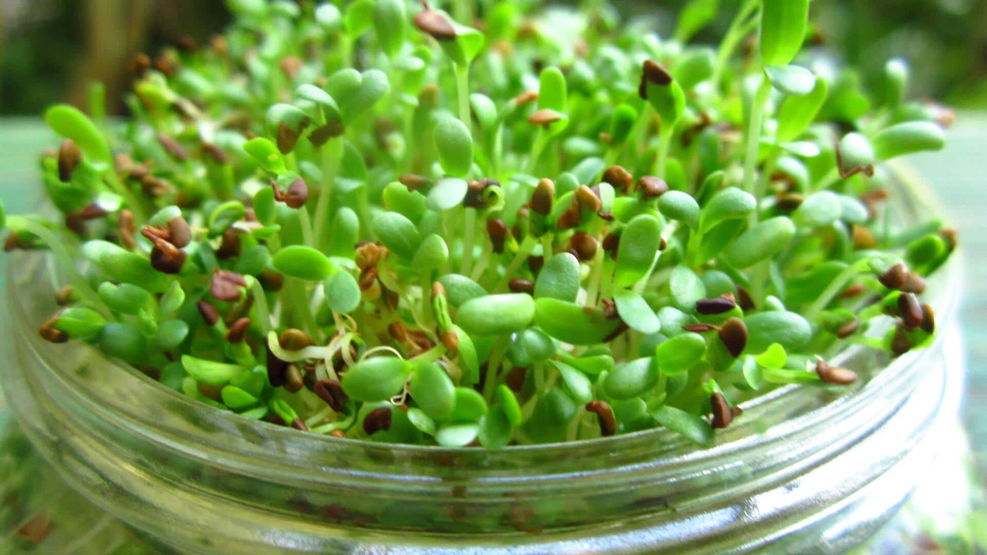 Why you must add alfalfa sprouts to your diet