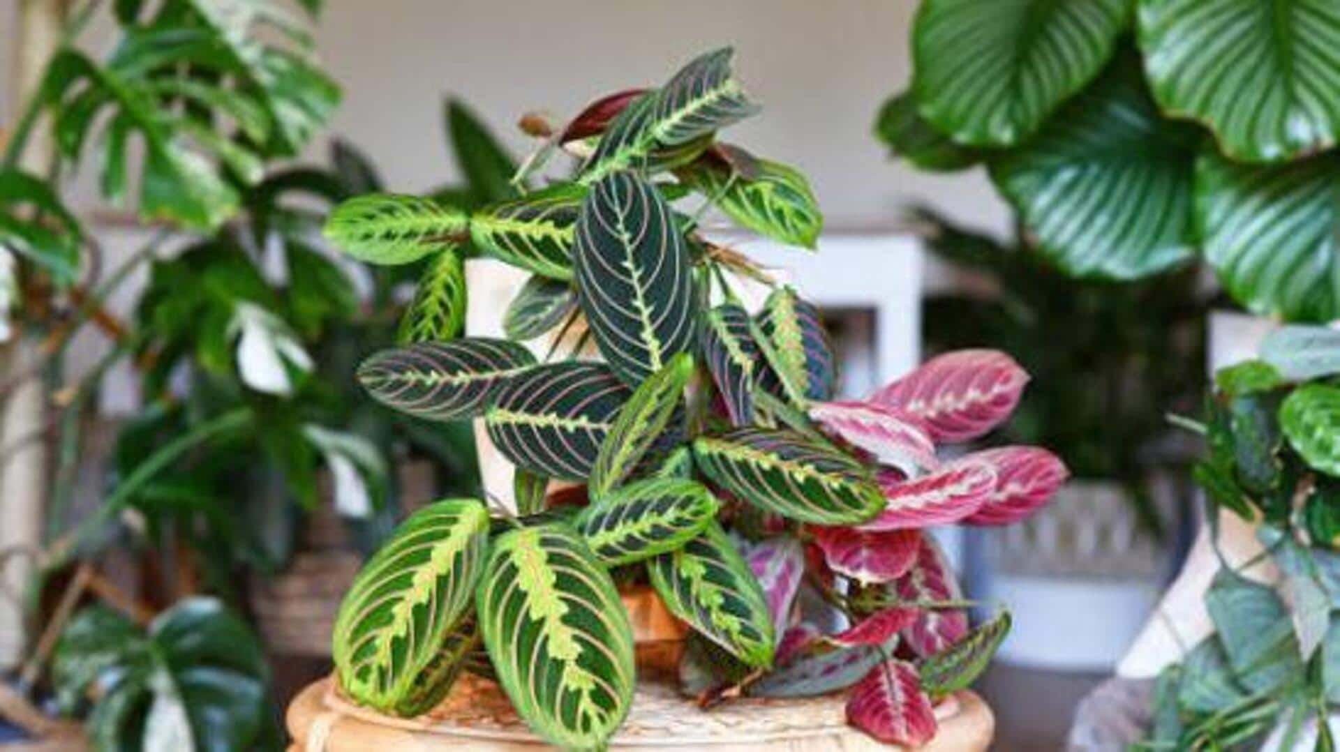 How to grow arrowroot at home