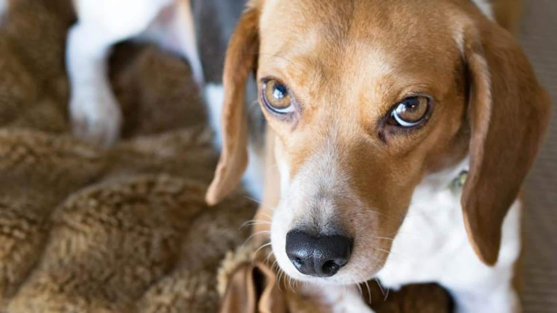 Beagle diet: Tips to manage your dog's weight