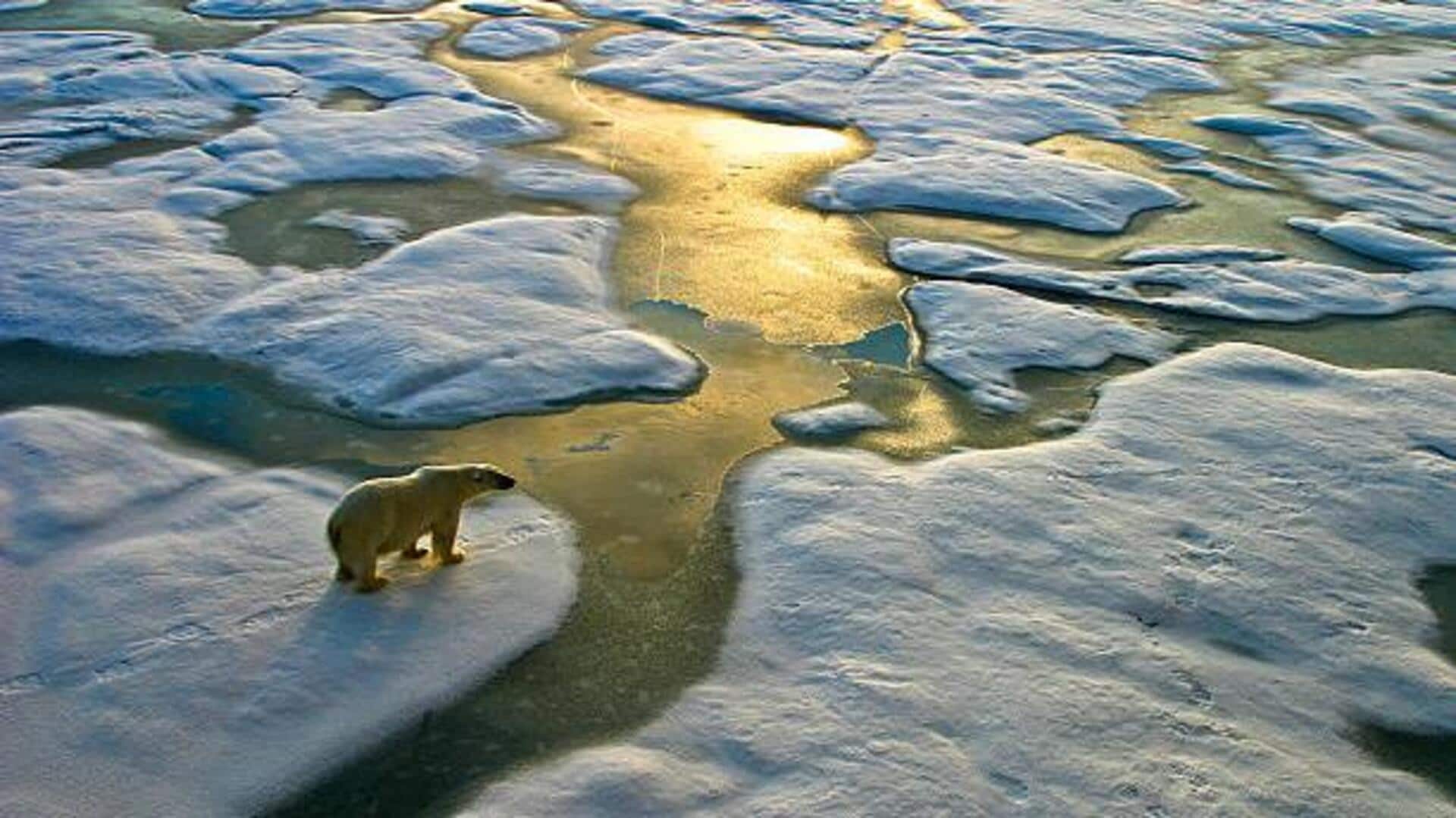 How climate change is affecting wildlife