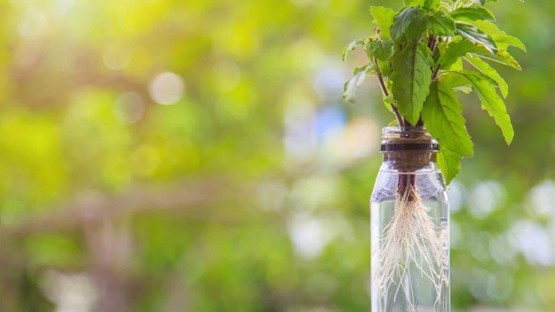 How to grow basil in plastic bottles