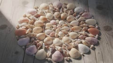 How to turn ordinary shells into beautiful art 