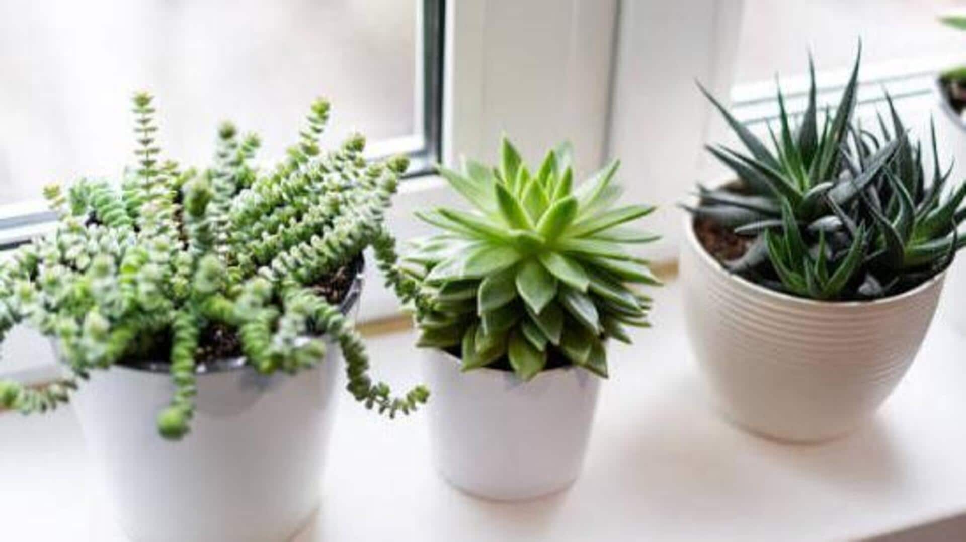 Best houseplants to pair with succulents