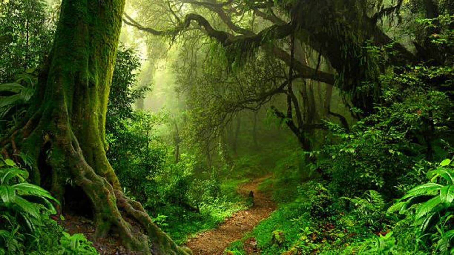 What makes Gabon's rainforest trails so special 
