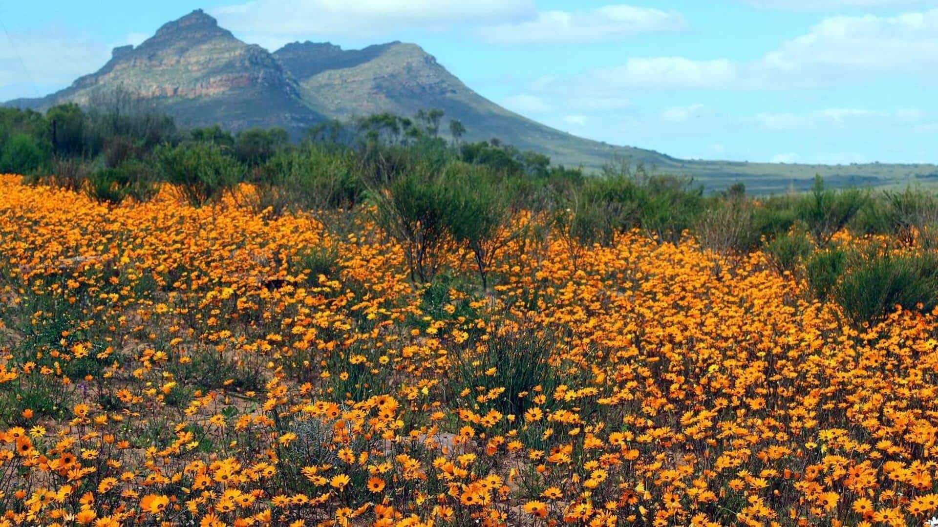 South Africa: Witness Namaqualand's floral spectacle with this guide