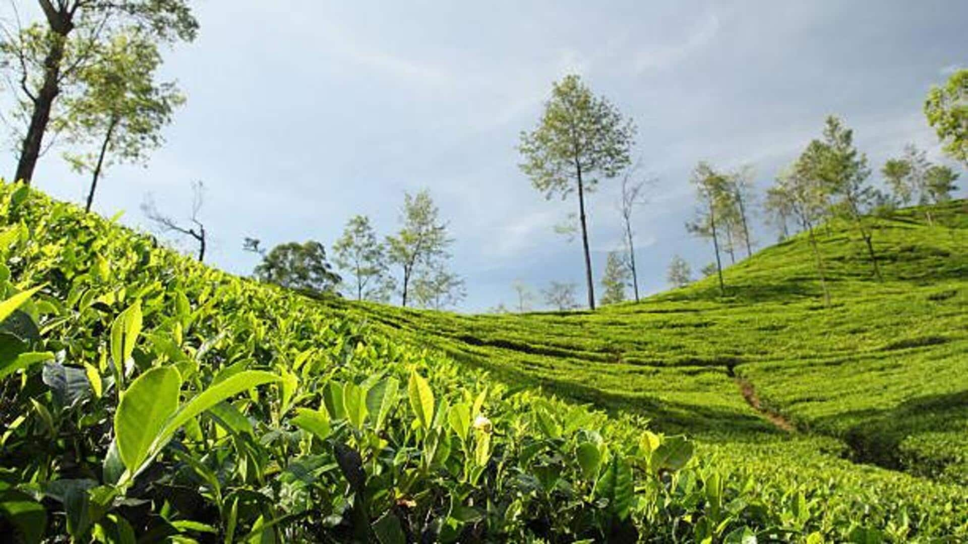 Explore the stunning Himalayan tea estates on a cycle 