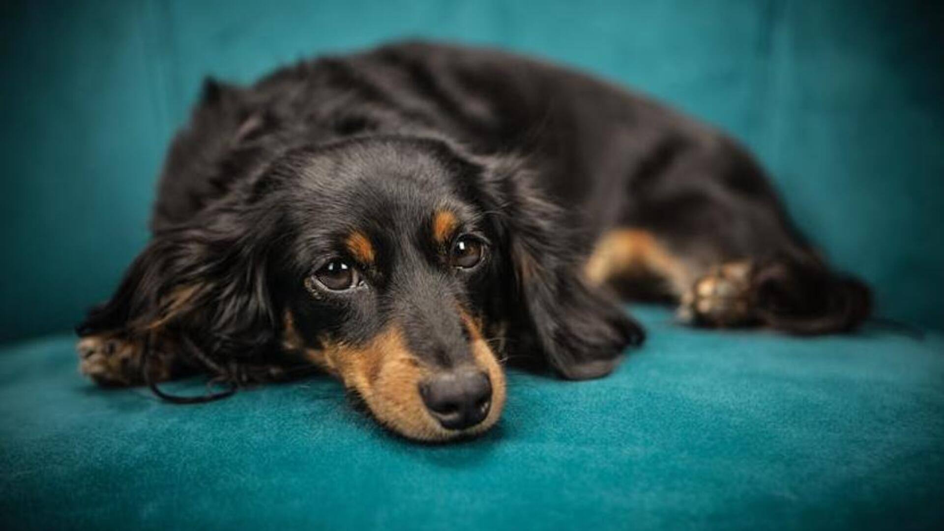 Care tips for your old Dachshund