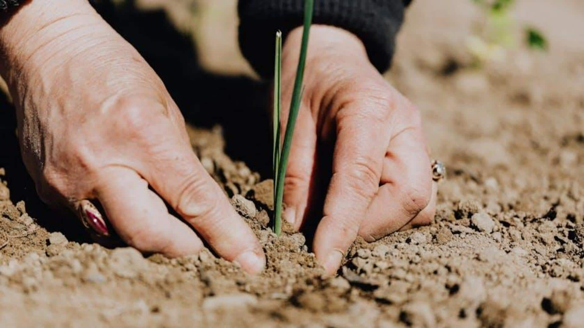 Master seed-saving techniques in Africa like a pro