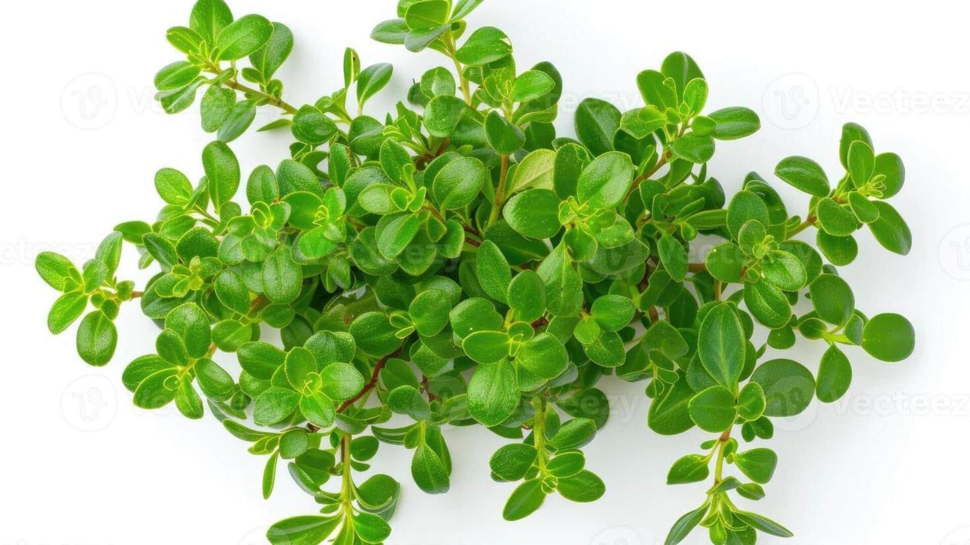 Score youthful skin with buchu leaf Score youthful skin with buchu leaf