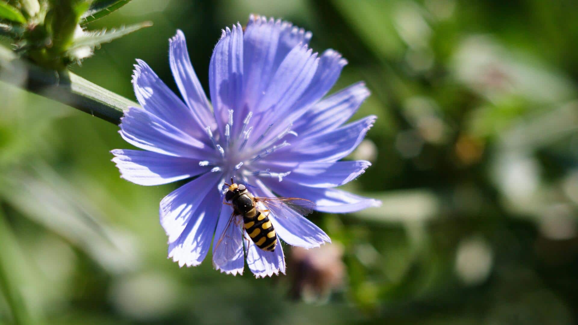 Grow chicory at home with these simple tips