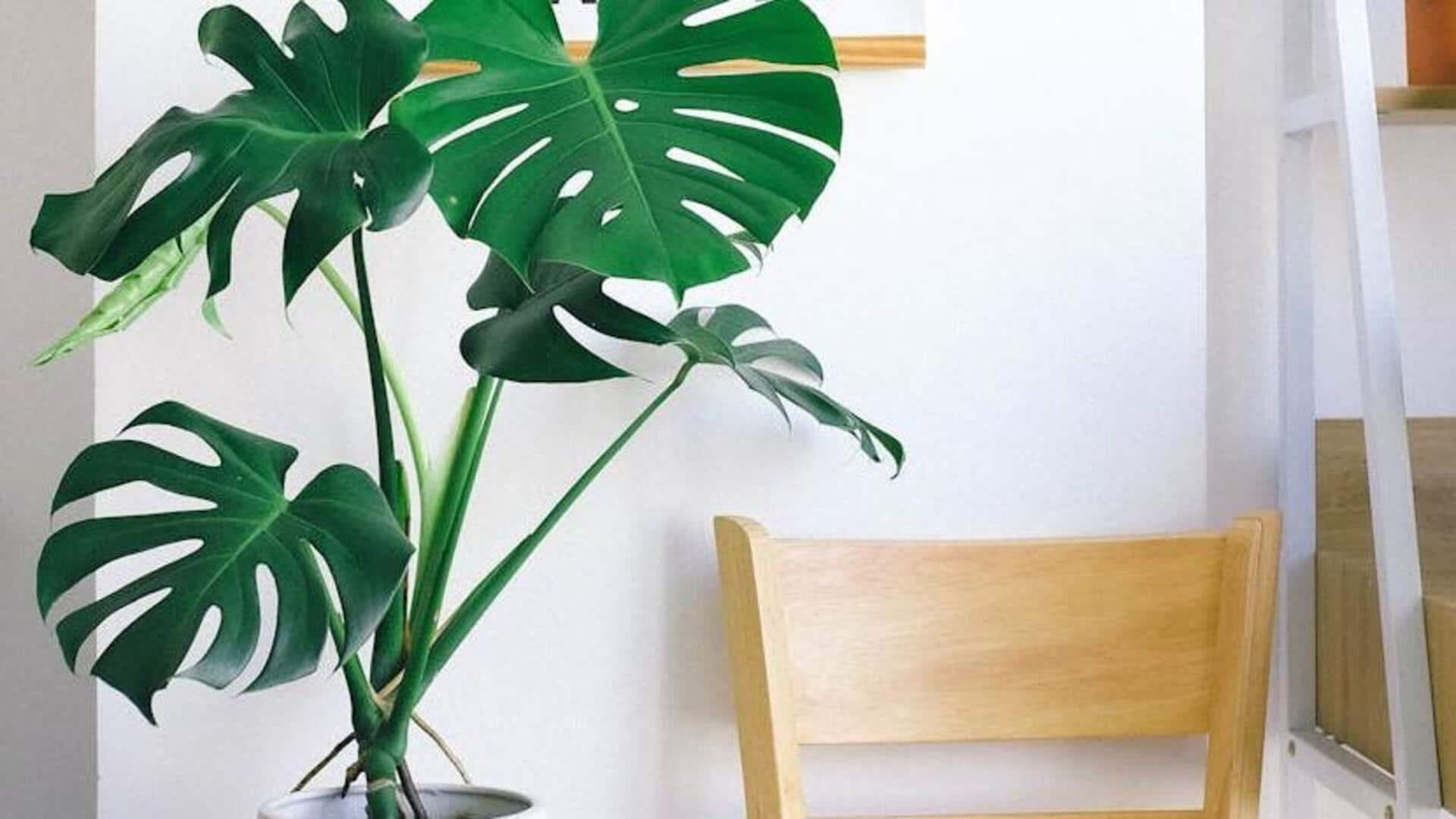 Clean air, low maintenance: Easy-to-care-for indoor plants