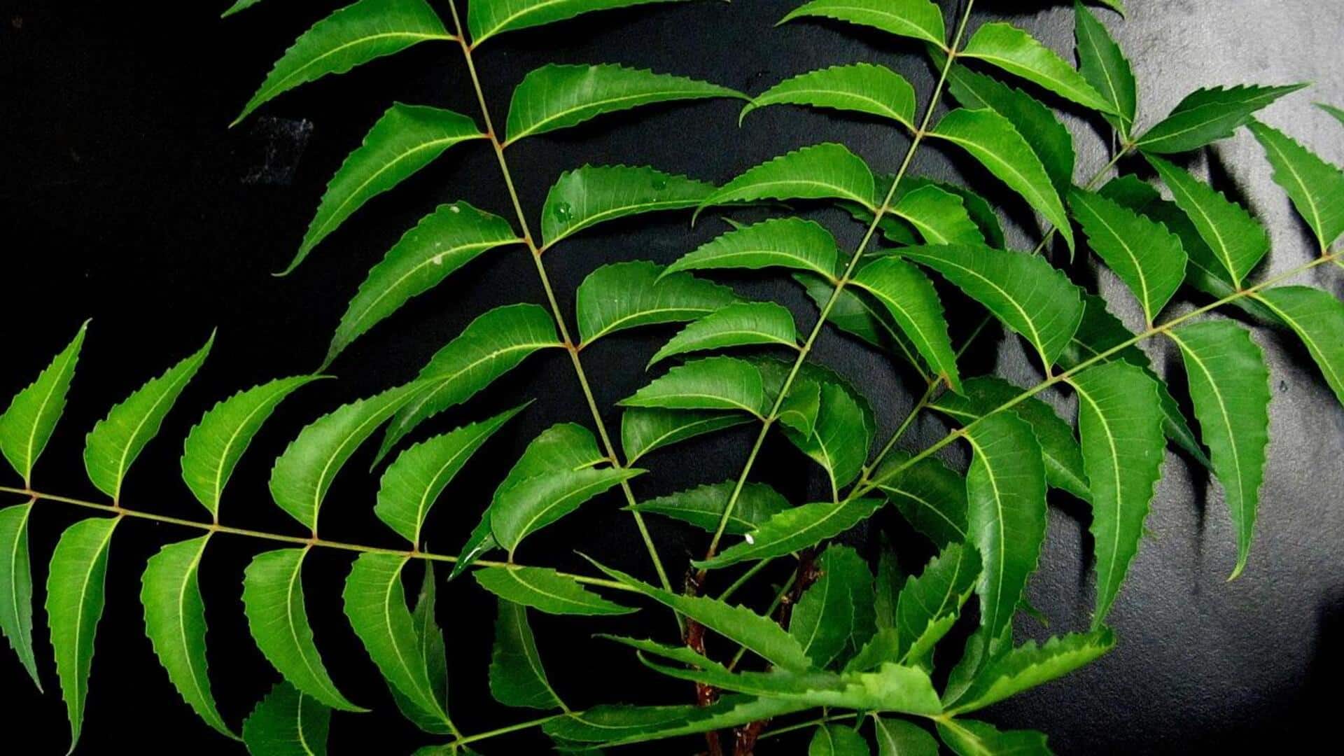 How to use neem leaves in your beauty routine 