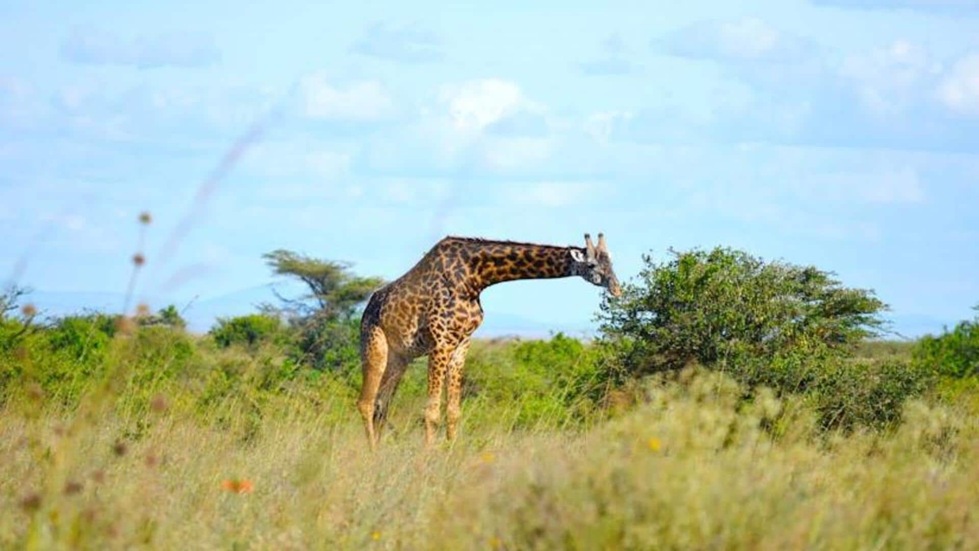 Discover Nairobi's wild side with this travel guide