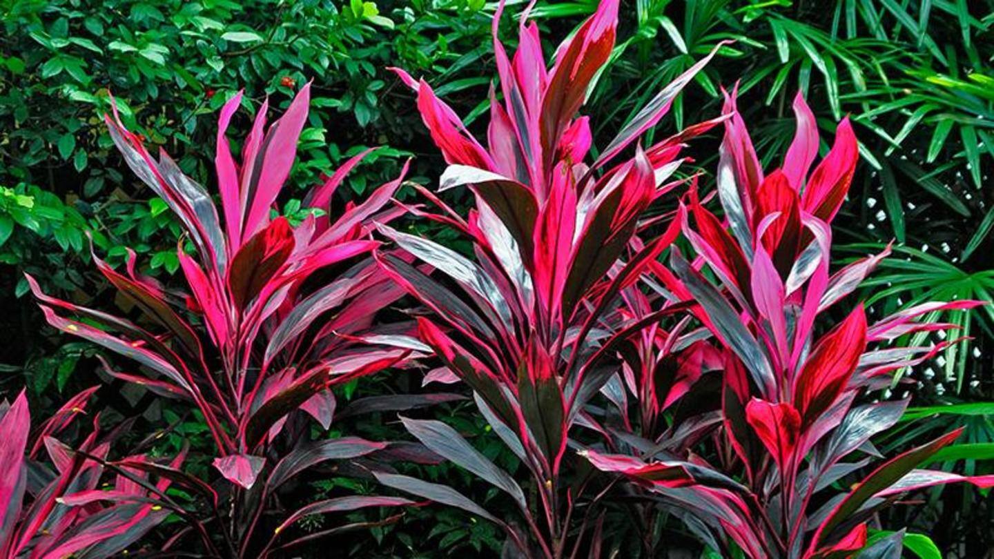 Hawaiian Ti Plant Hawaiian Ti Plant