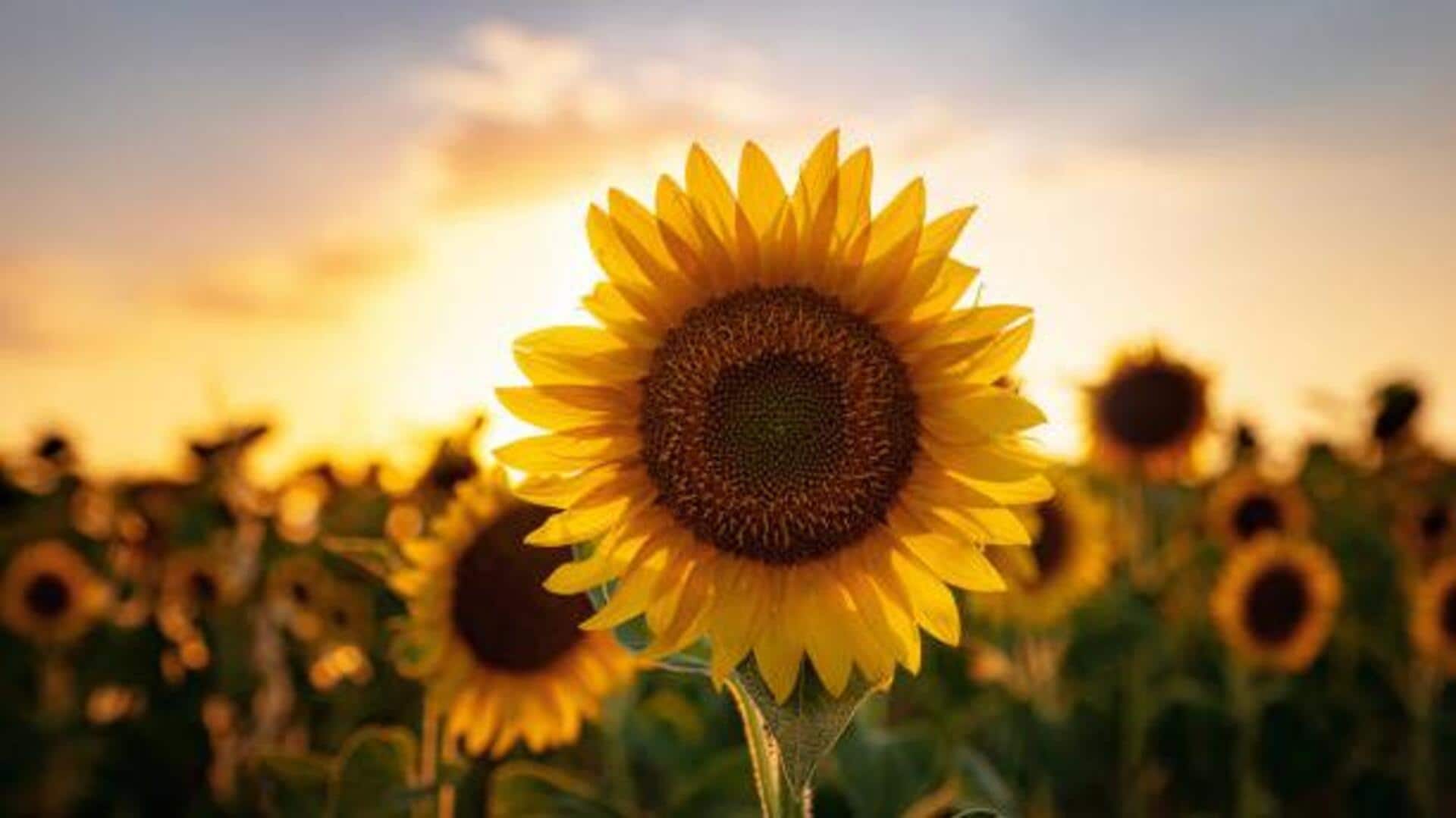 South Australia's stunning sunflower fields: A list