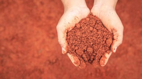 Plants that you can grow well in red soil