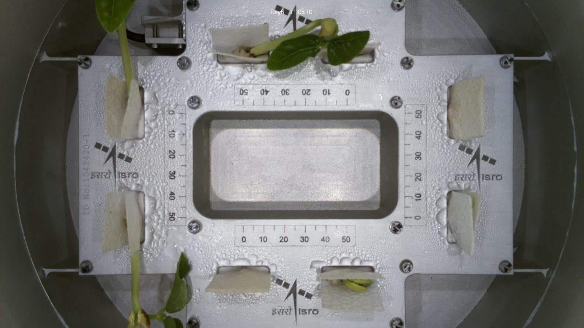 ISRO's plant experiment sprouts first leaves in space