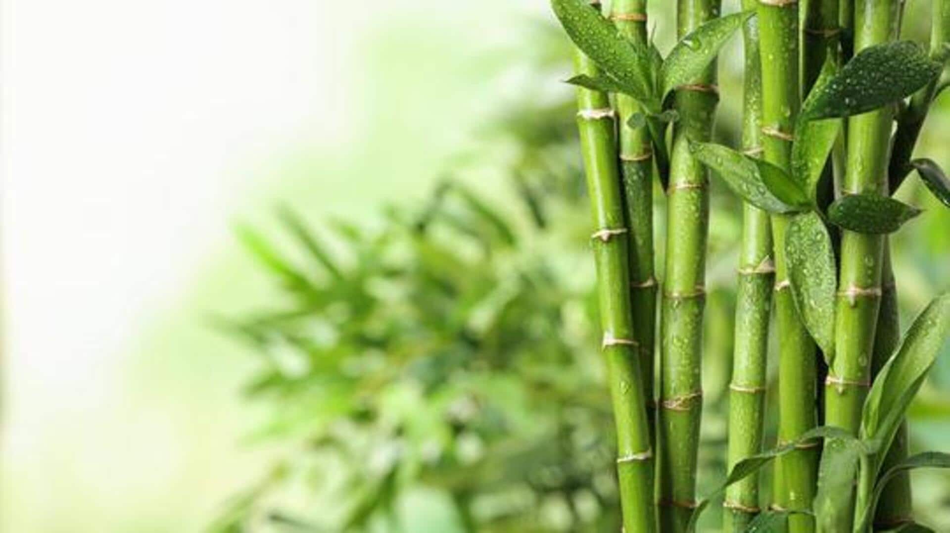 Bamboos are super versatile, here's proof Bamboos are super versatile, here's proof