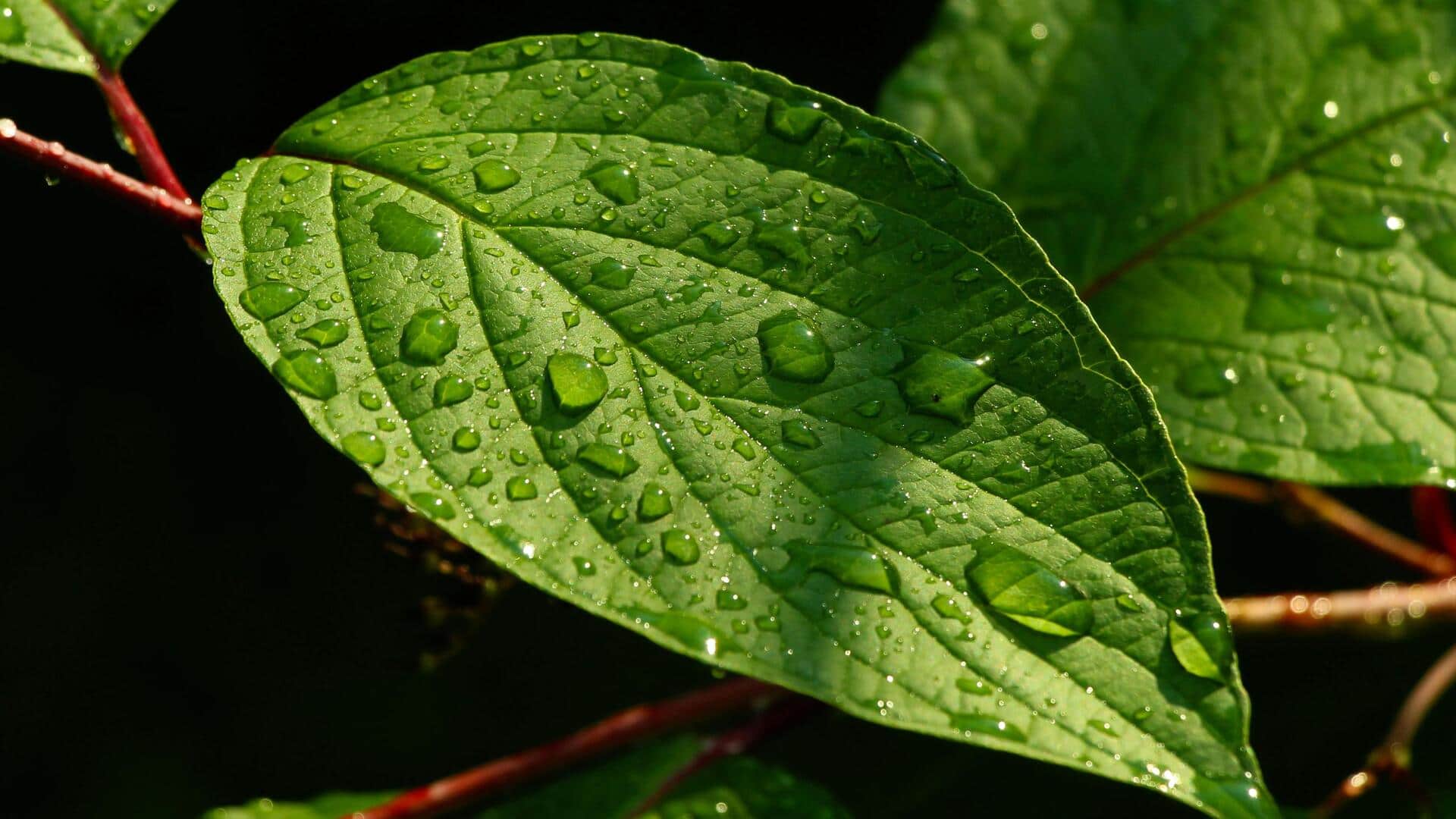Japanese knotweed: The wild plant entering your kitchen