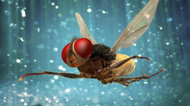 SS Rajamouli hints at 'Eega' sequel: What to expect?