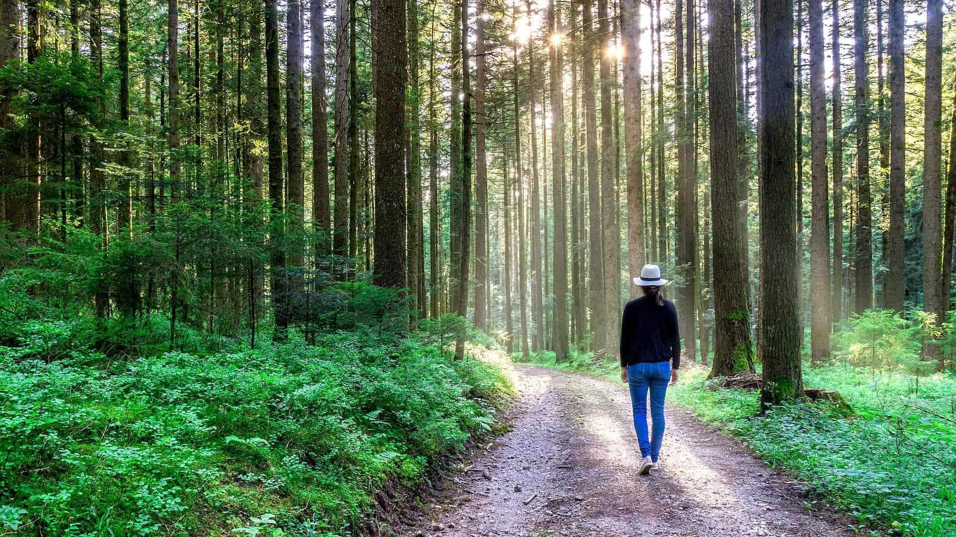 How to practice mindful forest walking