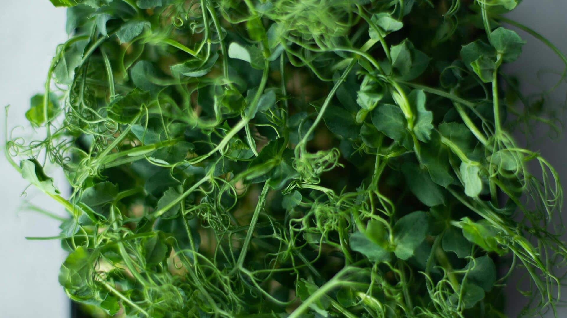 Easiest microgreens to grow for beginners