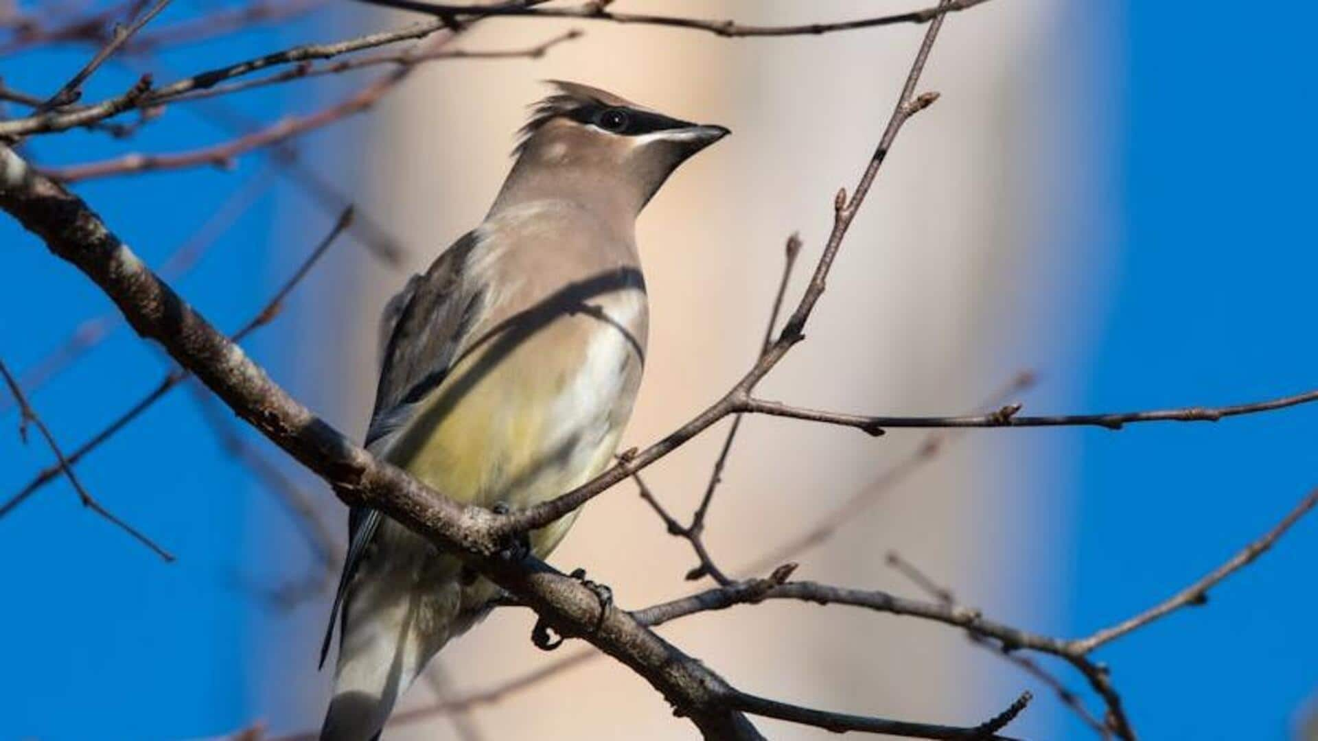 Creating a daily habit of bird watching