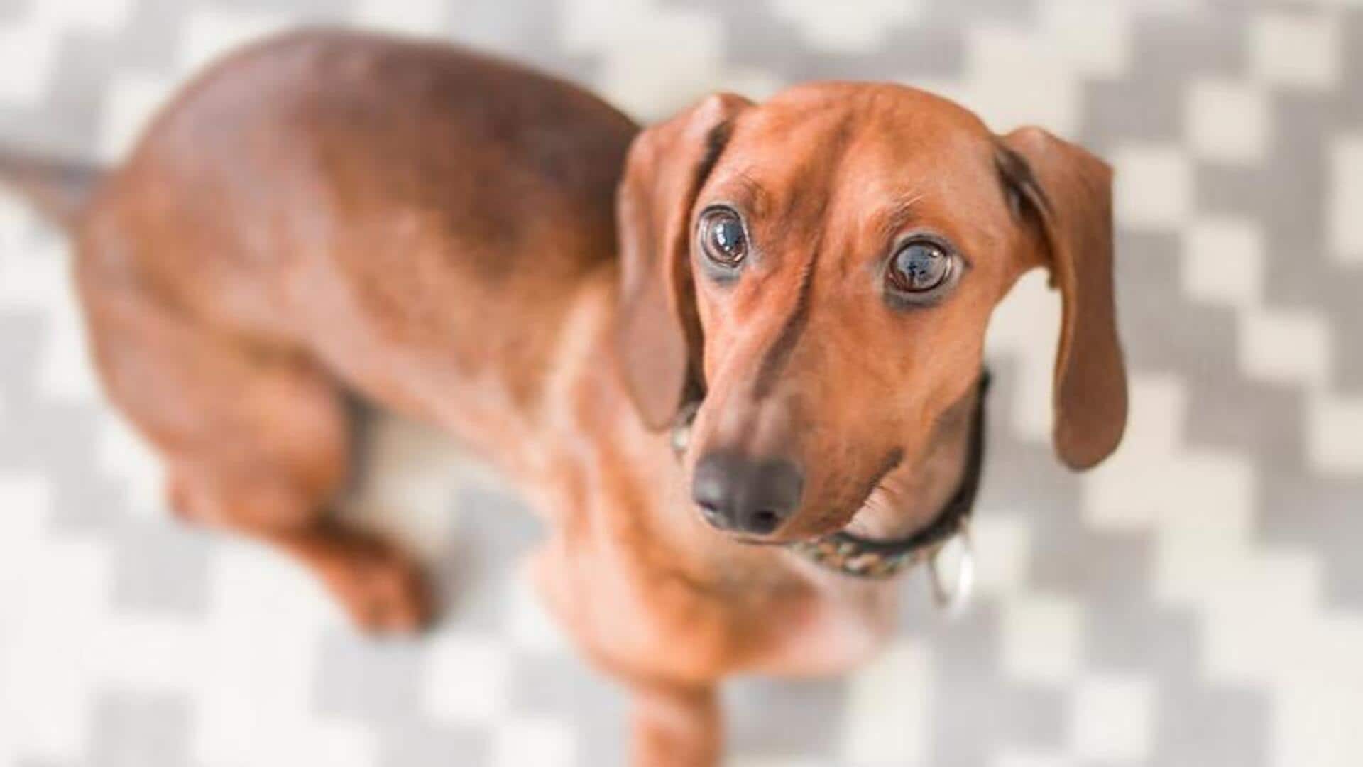 Tips to strengthen your Dachshund's back health