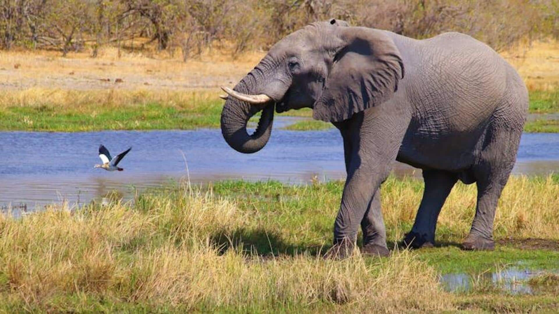 Go for walking safari in Kruger National Park, South Africa