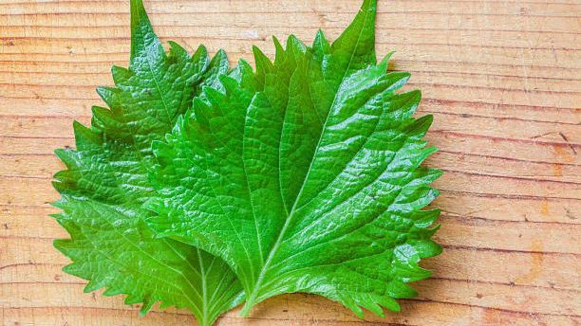 Try these recipes featuring perilla leaves Try these recipes featuring perilla leaves