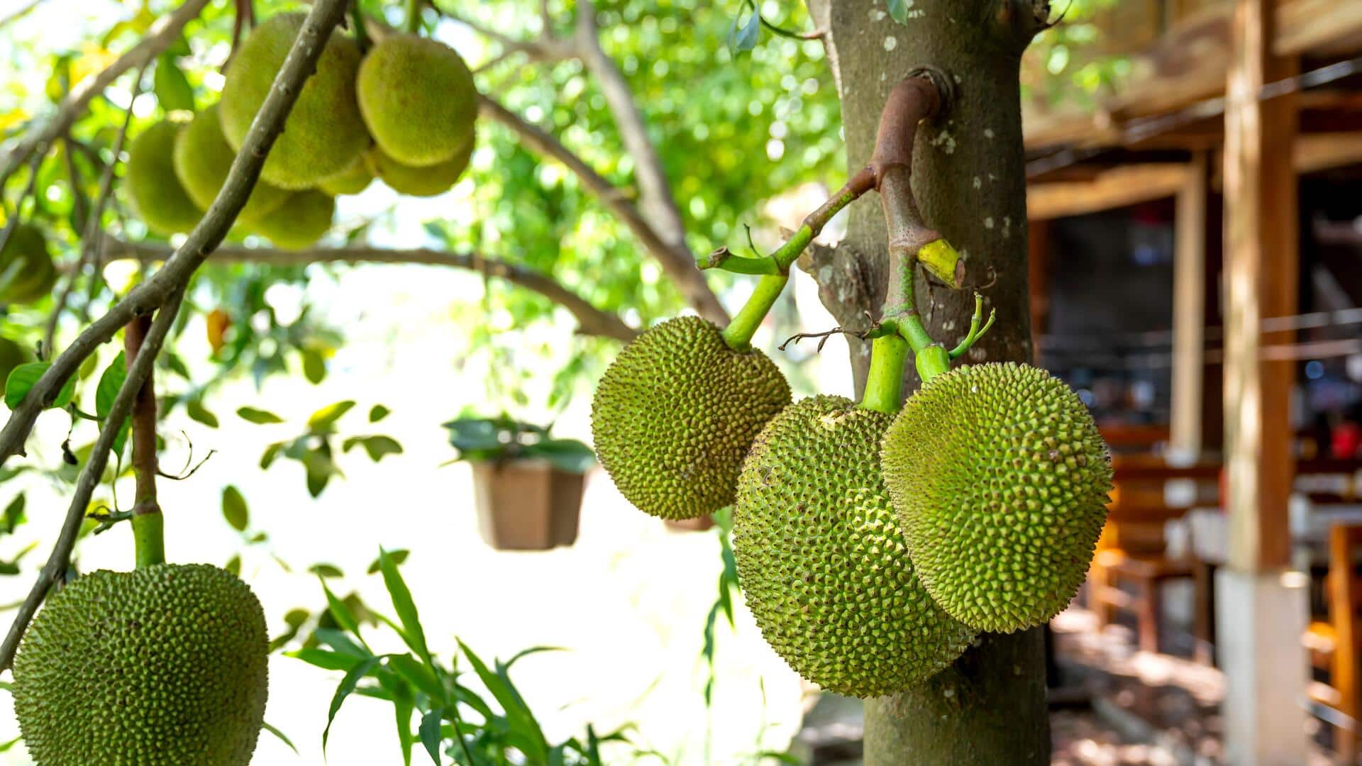 The hidden health benefits of jackfruit seeds