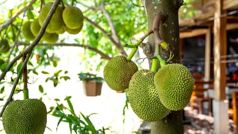 The hidden health benefits of jackfruit seeds