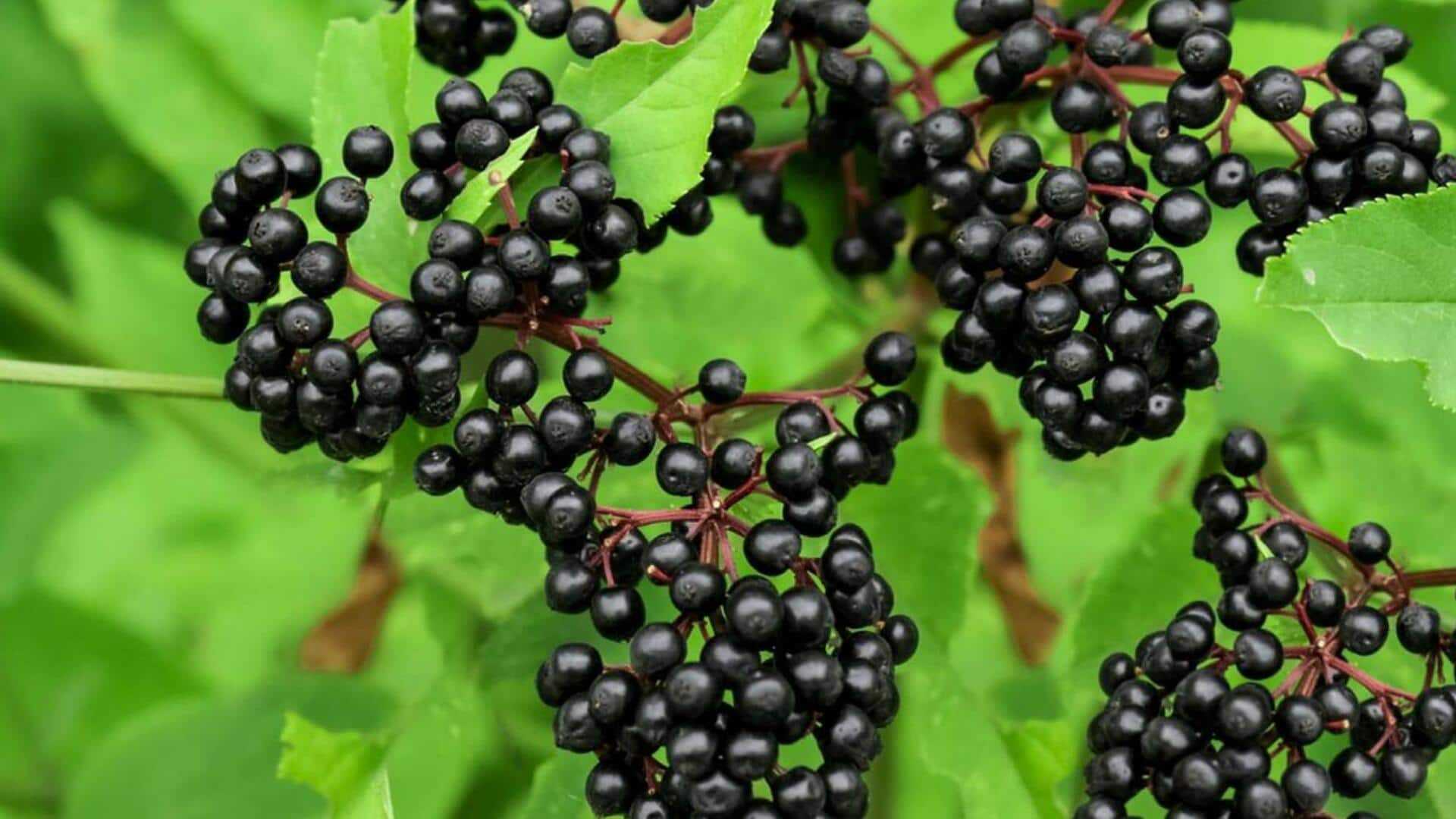 The essential elegance of elderberries: An immunity icon