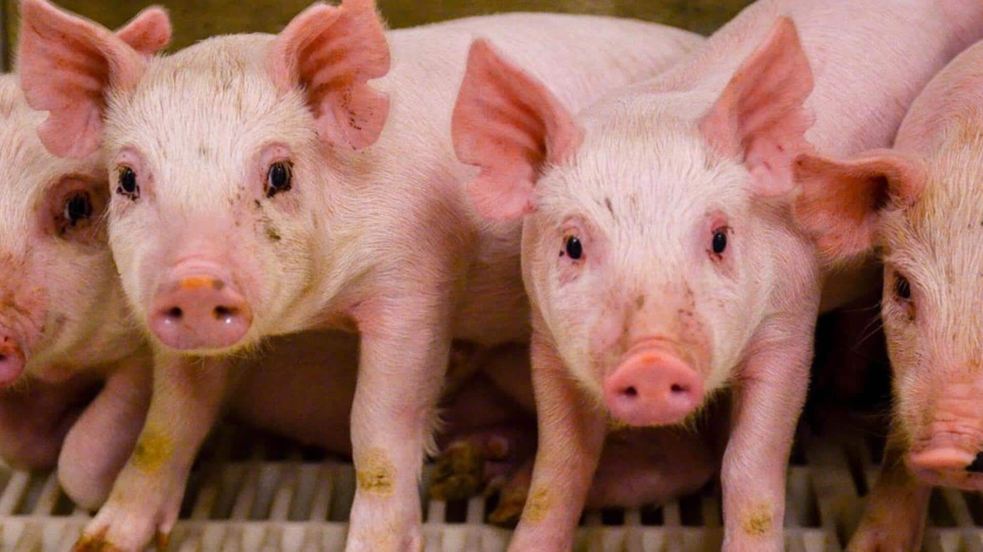 Could pig organ transplants become better than human ones?