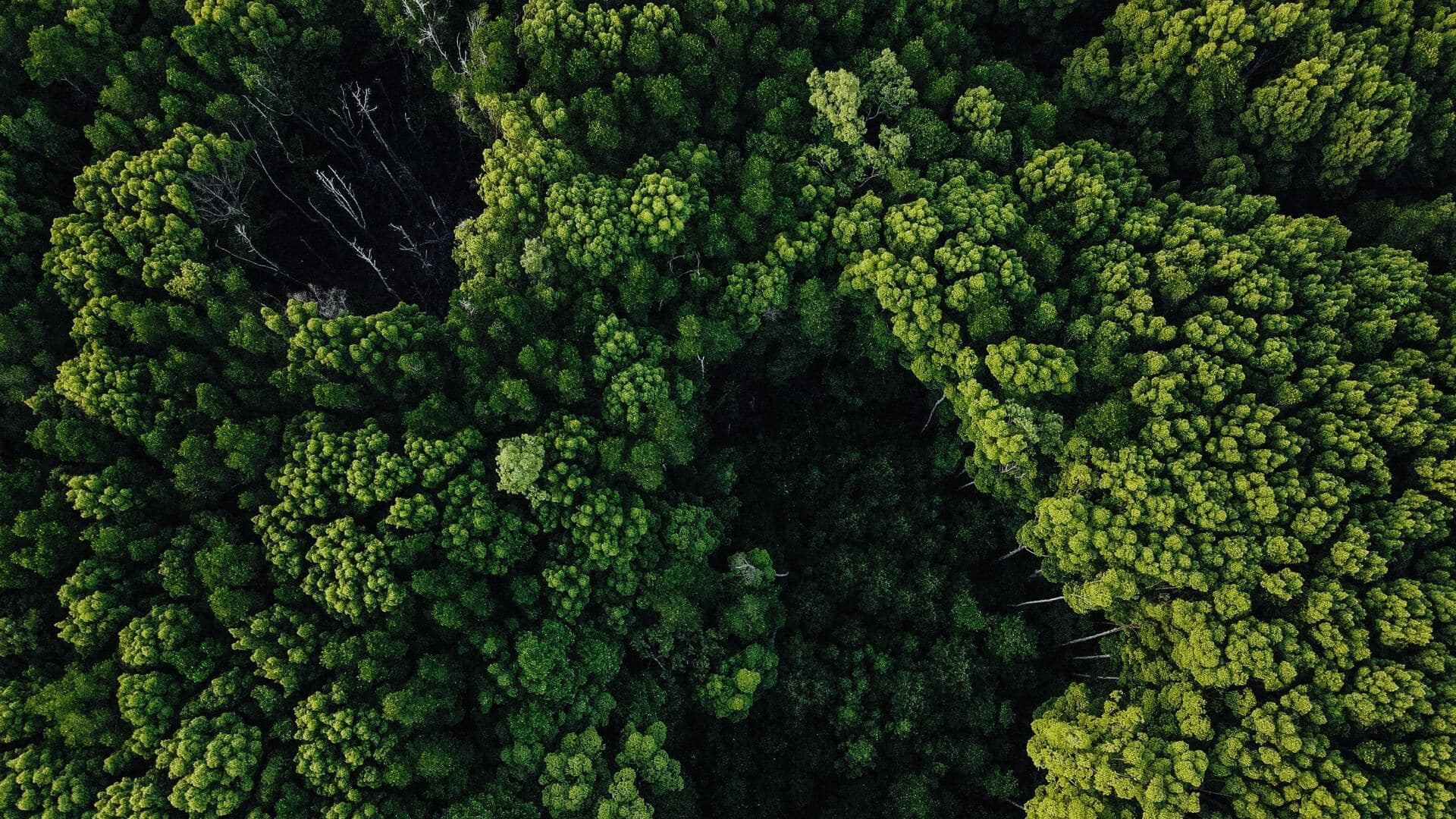 The growing role of AI in forest conservation