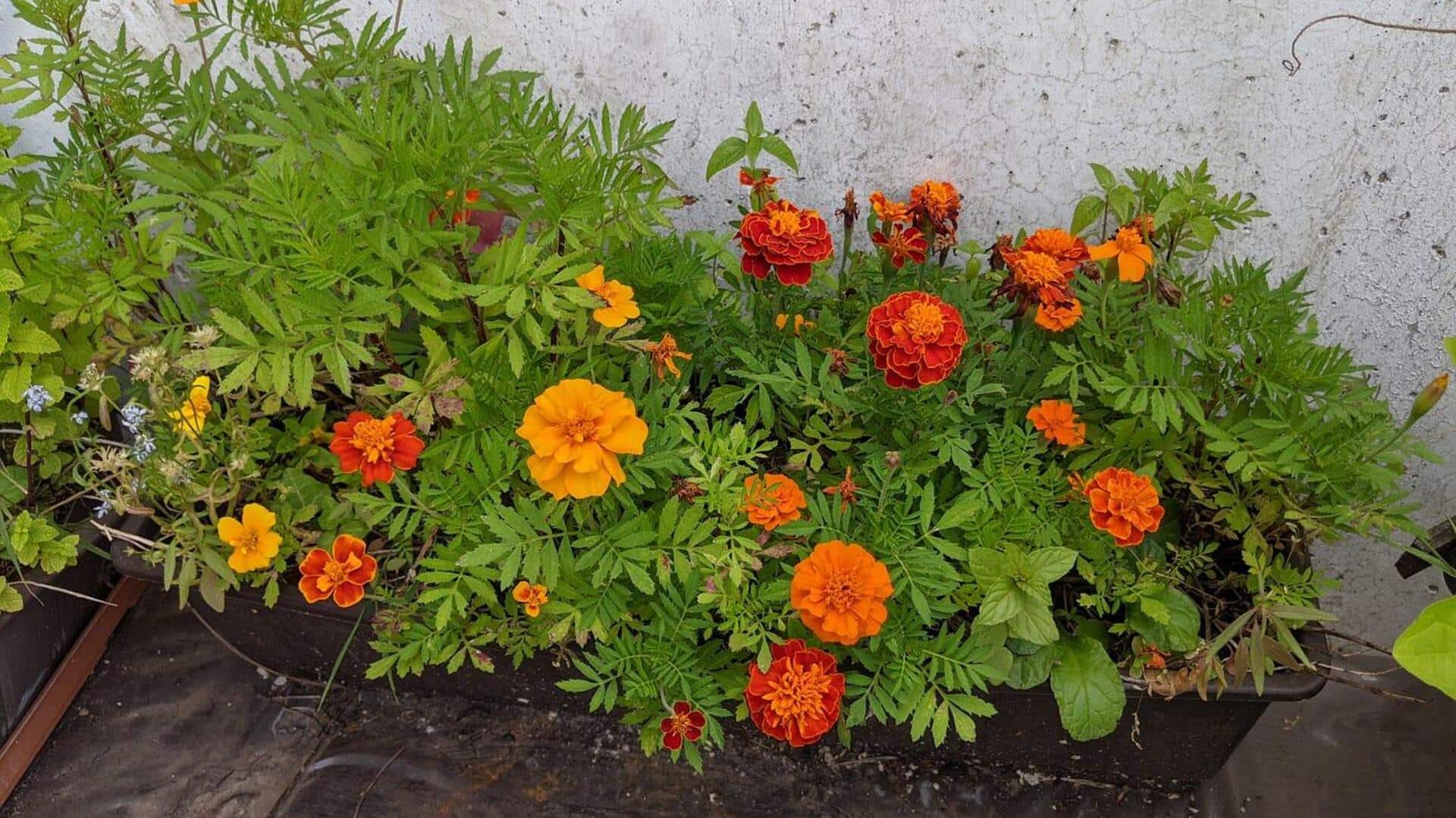 How to grow marigolds in your balcony