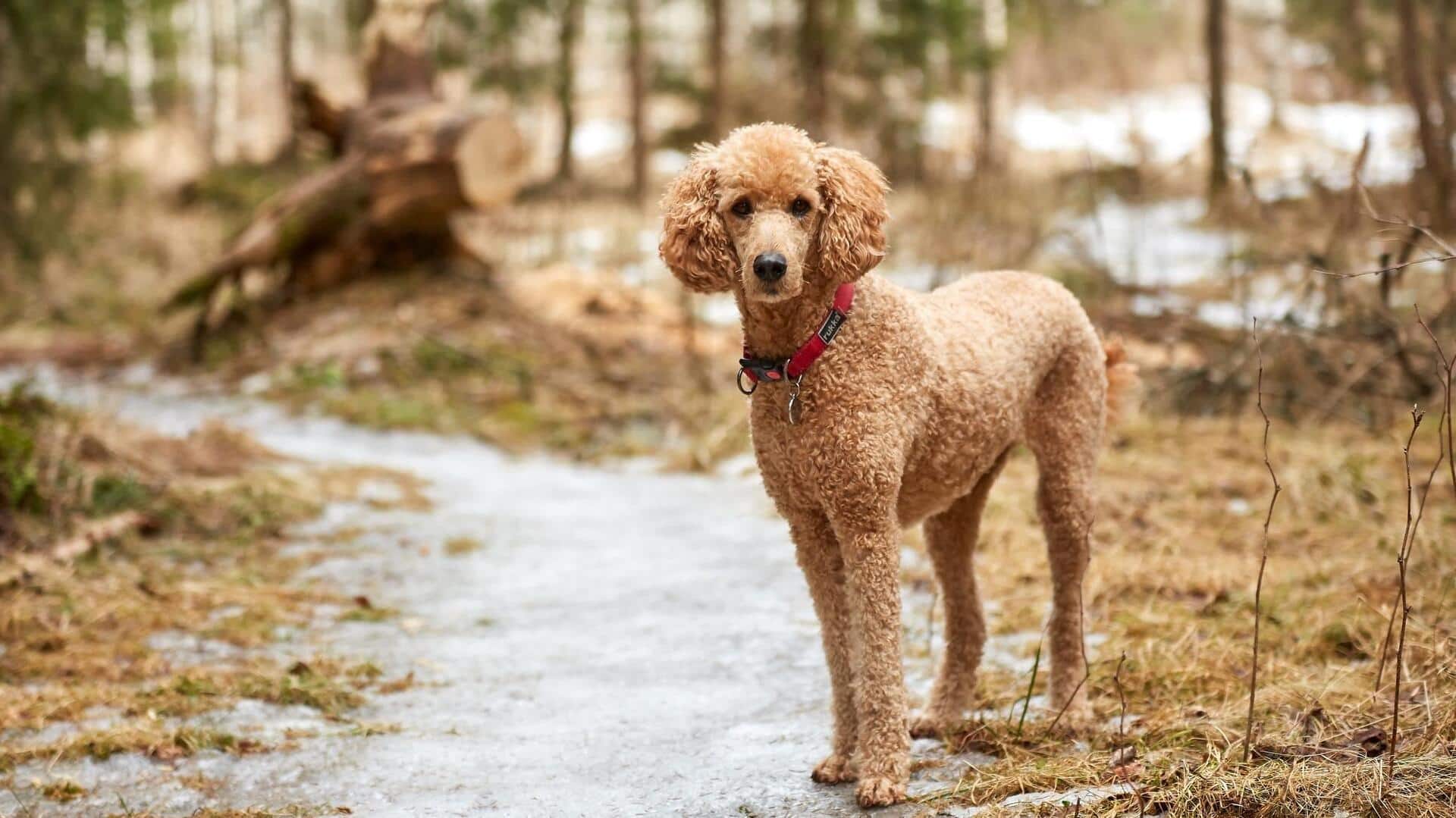 Tips to take care of your Poodle's oral health