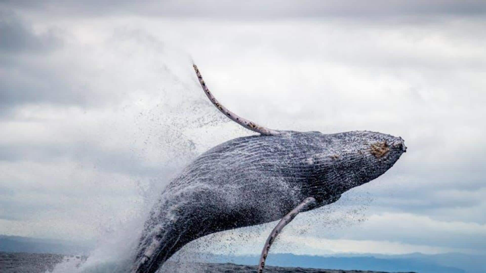 Whale watching in Hermanus Coast