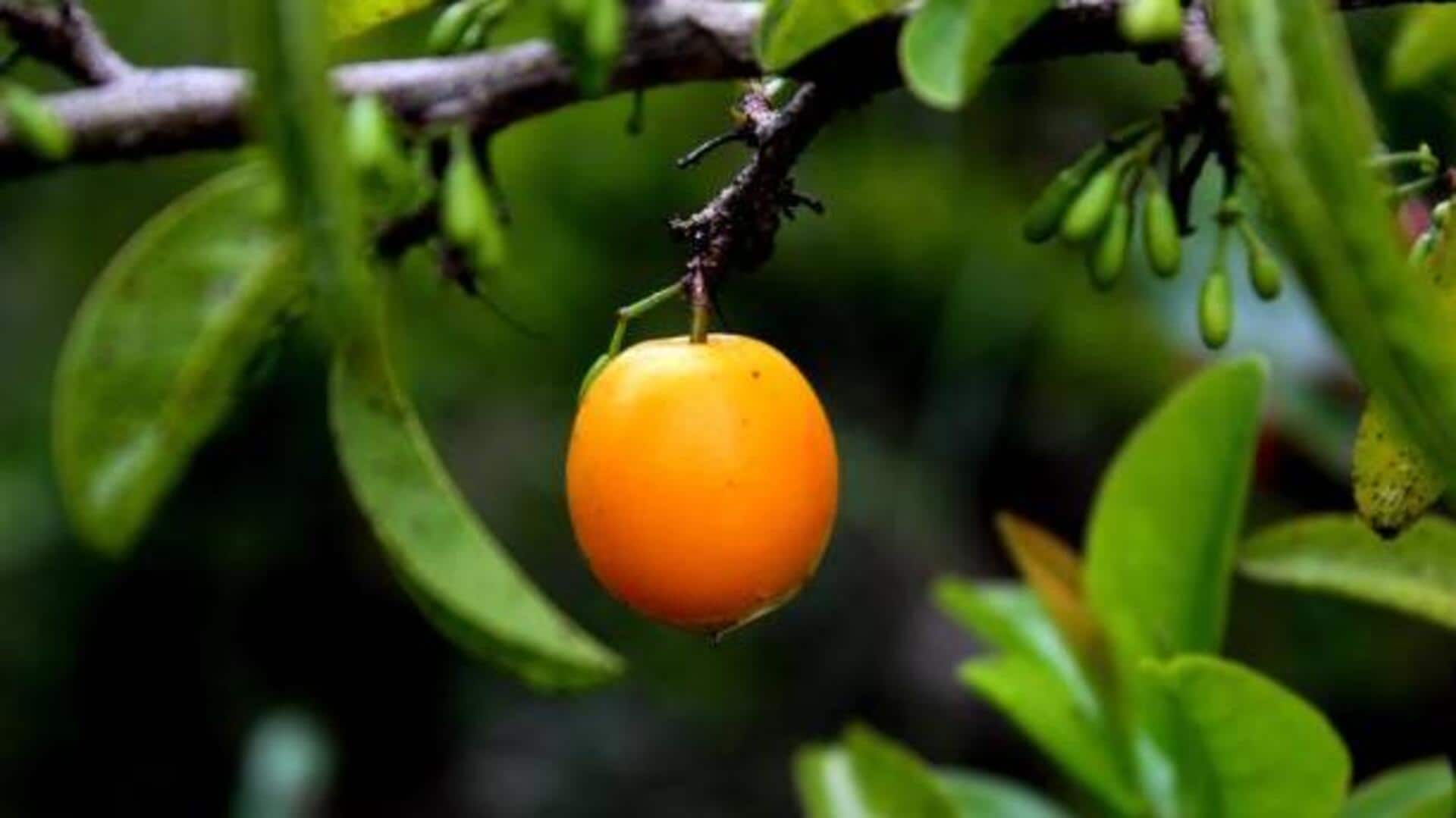 Ximenia fruit seed: The secret to glowing skin