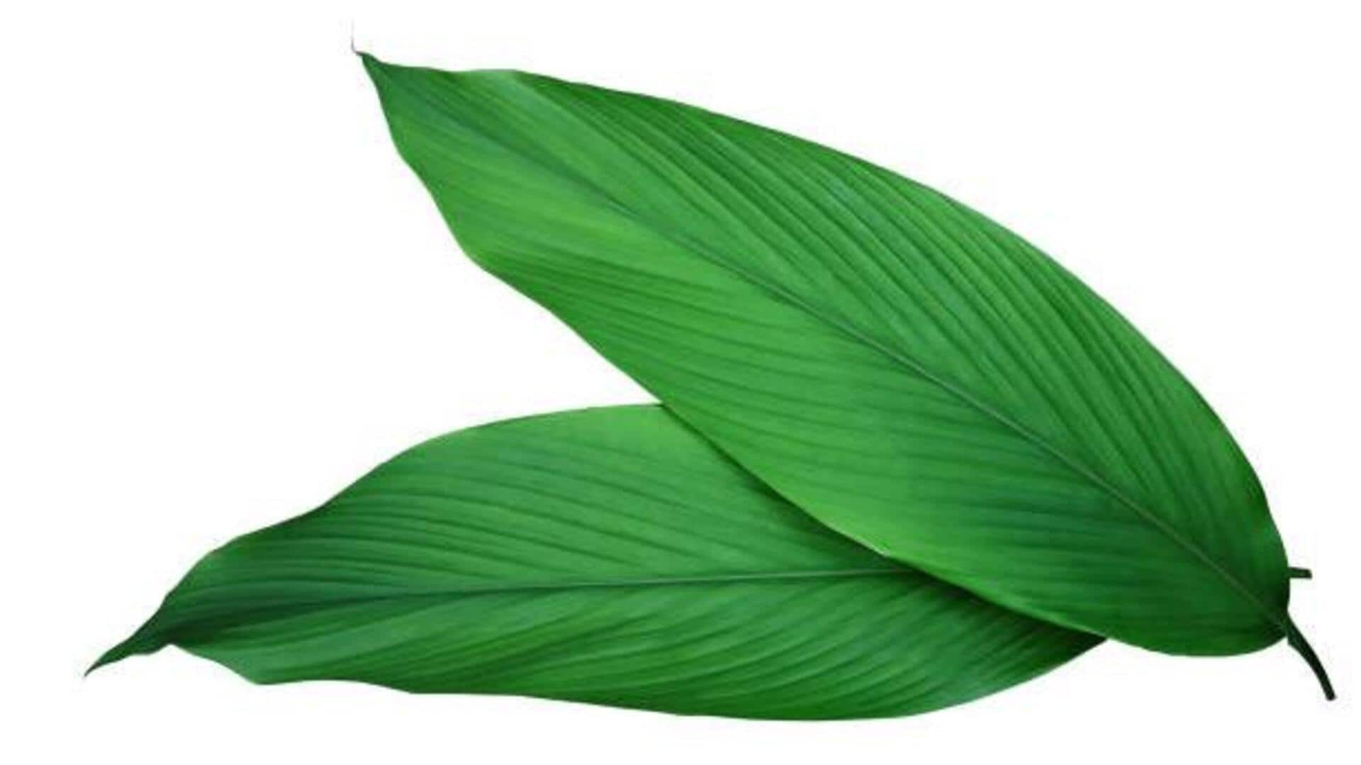 Surprising health benefits of ginger leaves